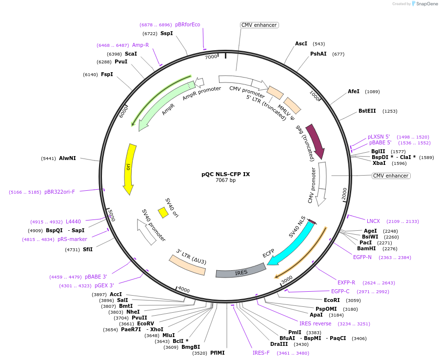 37334-plasmid-map-sequence-id-46951