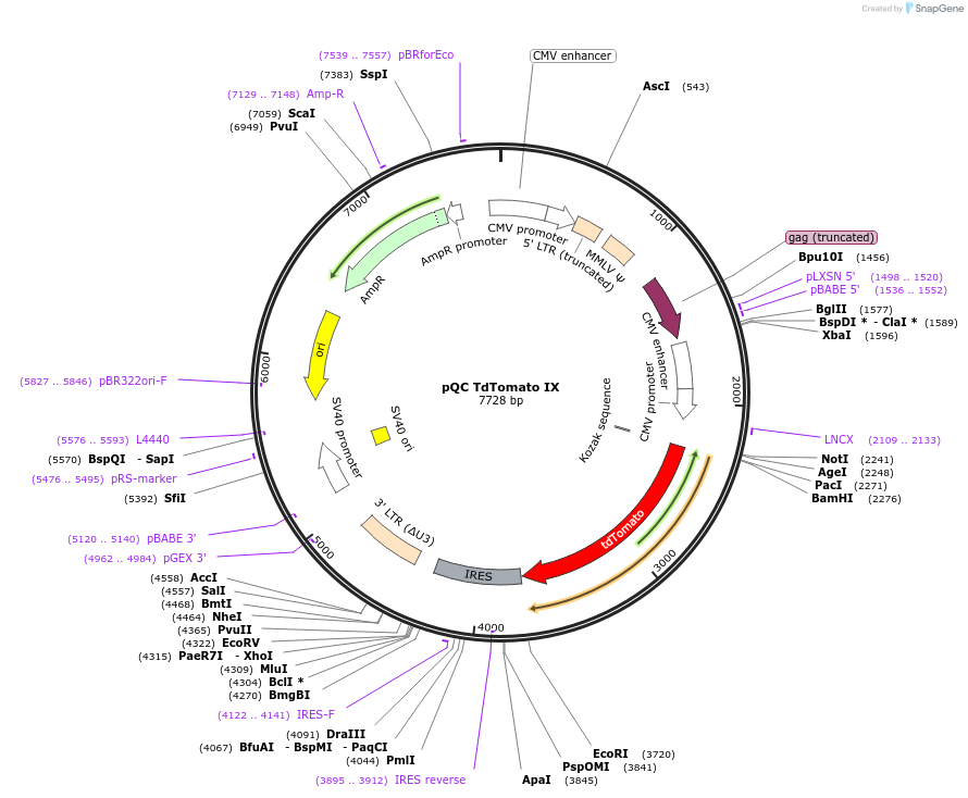37348-plasmid-map-sequence-id-46956