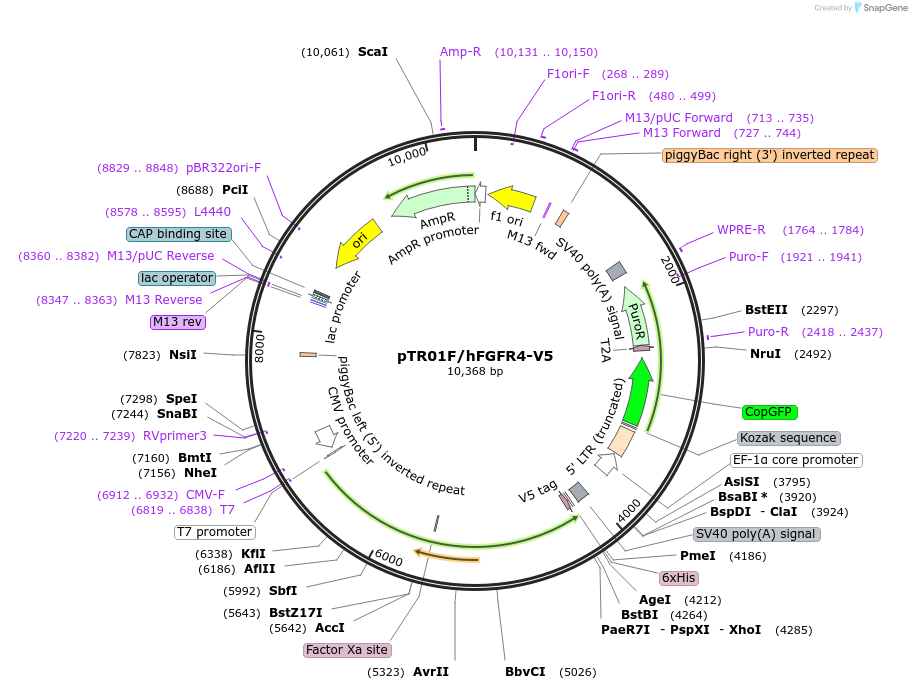236017-plasmid-map-sequence-id-469585