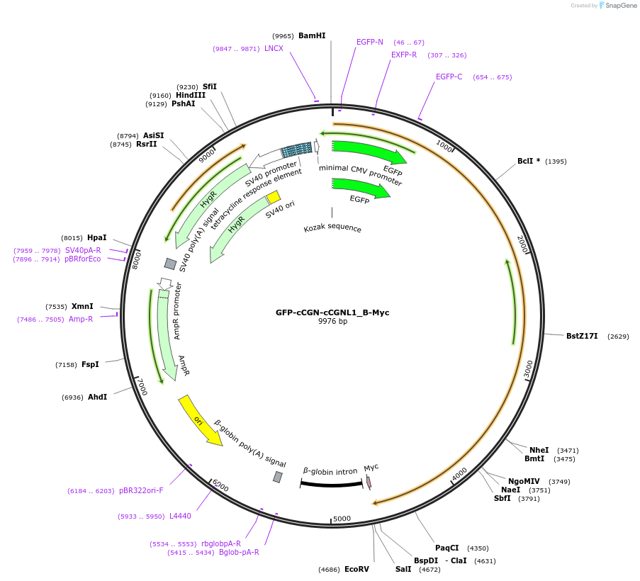 236522-plasmid-map-sequence-id-469643