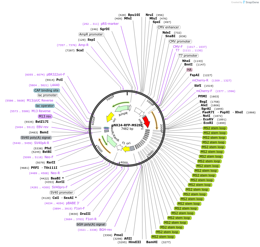 227819-plasmid-map-sequence-id-469648