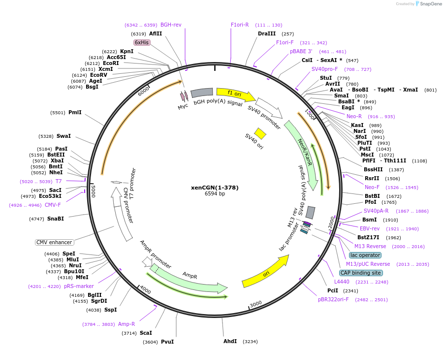 236504-plasmid-map-sequence-id-469649