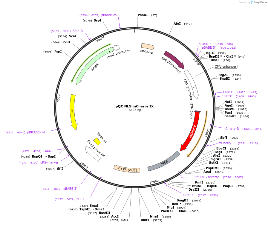 37354-plasmid-map-sequence-id-46965