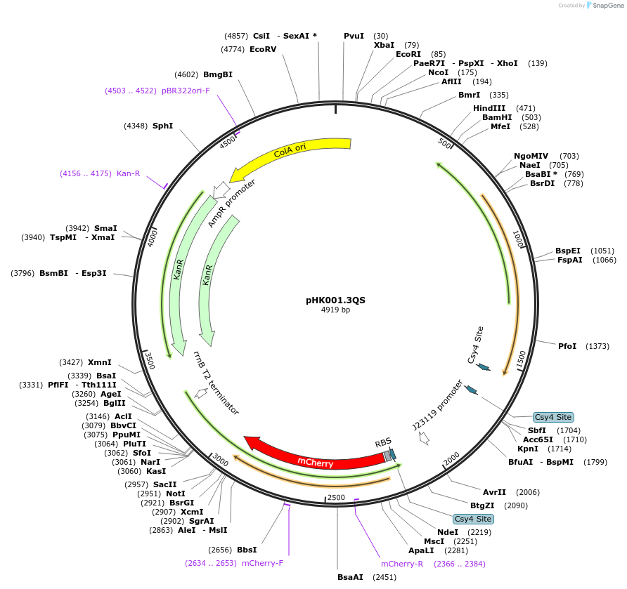235485-plasmid-map-sequence-id-469658