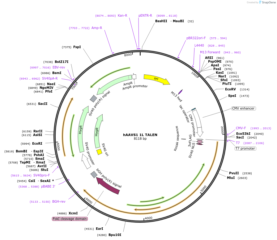 35431-plasmid-map-sequence-id-46966