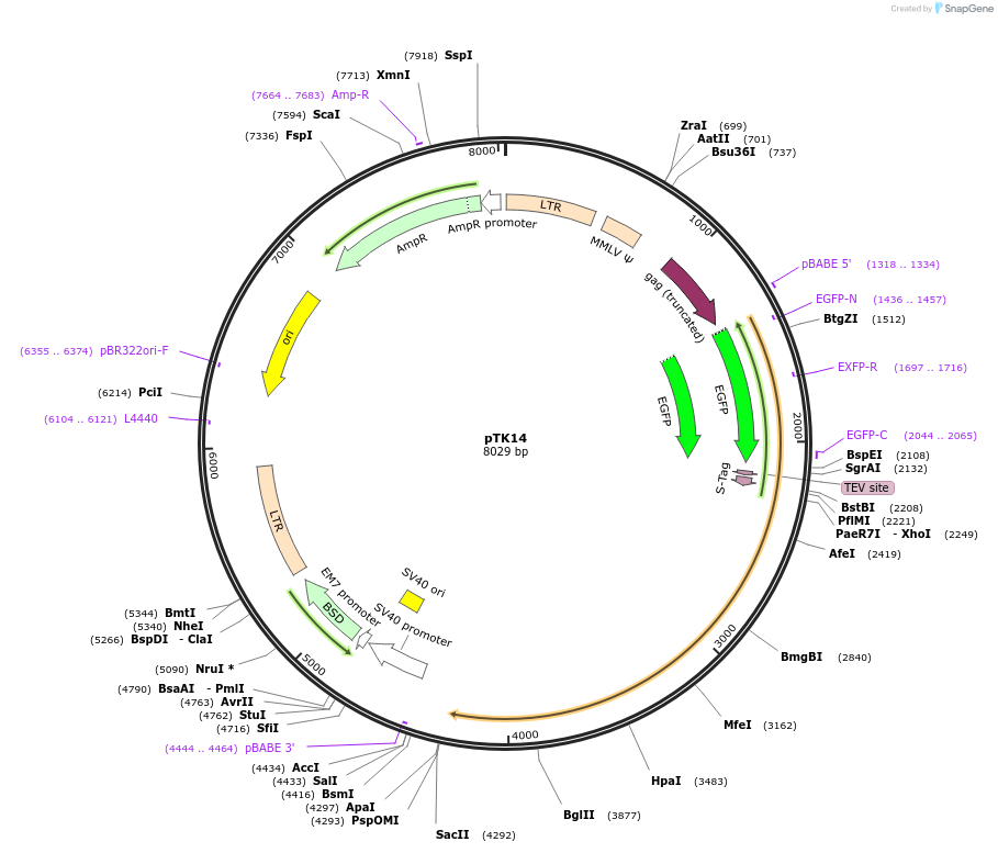 37360-plasmid-map-sequence-id-46975