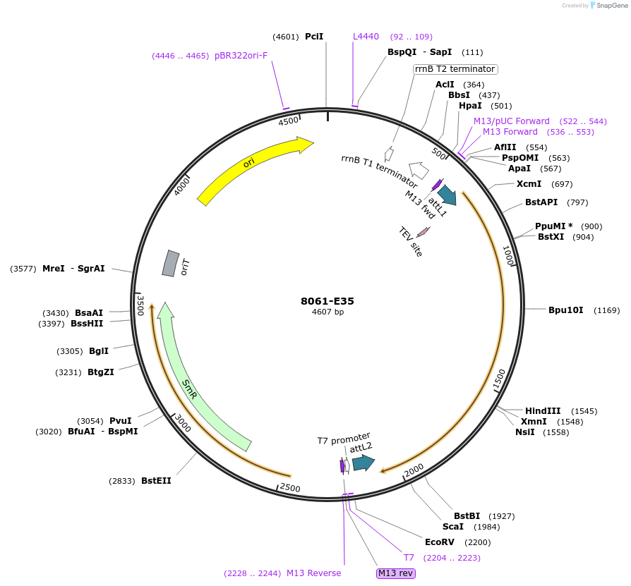234272-plasmid-map-sequence-id-469771