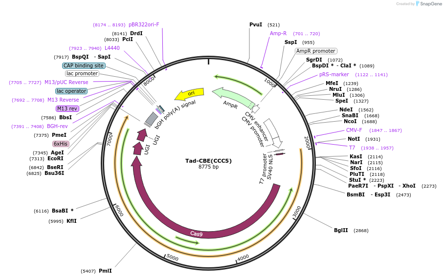 235073-plasmid-map-sequence-id-469793