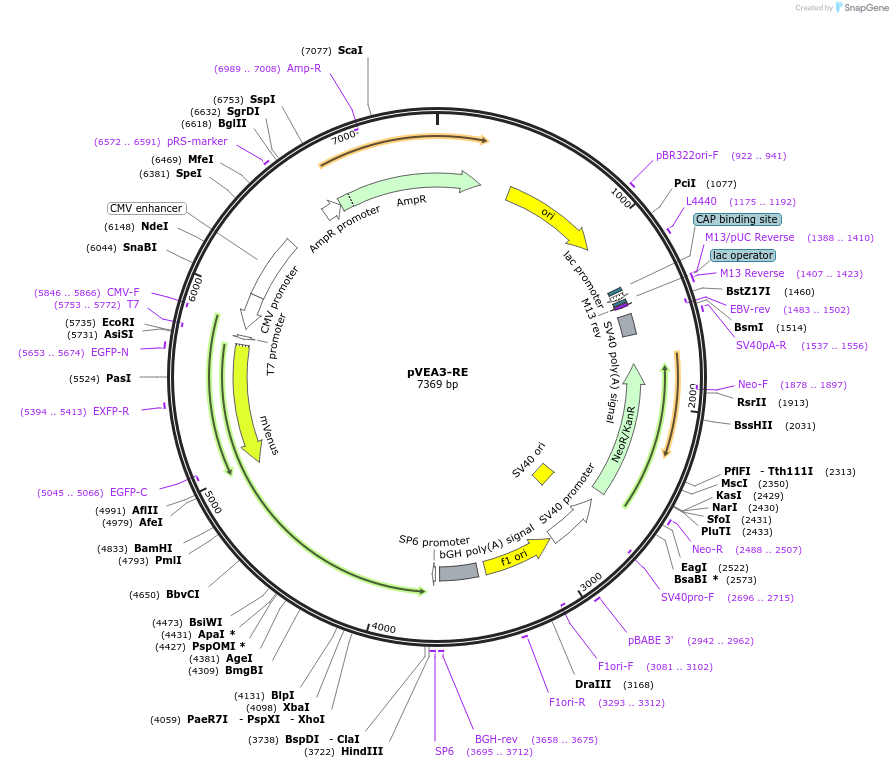 234799-plasmid-map-sequence-id-469798
