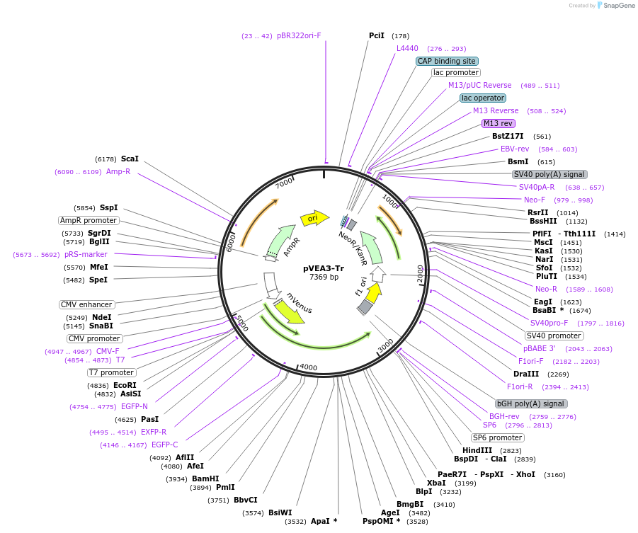 234798-plasmid-map-sequence-id-469802