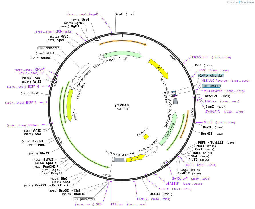 234796-plasmid-map-sequence-id-469803