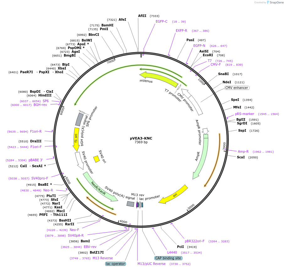 234801-plasmid-map-sequence-id-469807