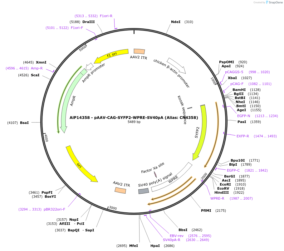 234712-plasmid-map-sequence-id-469810