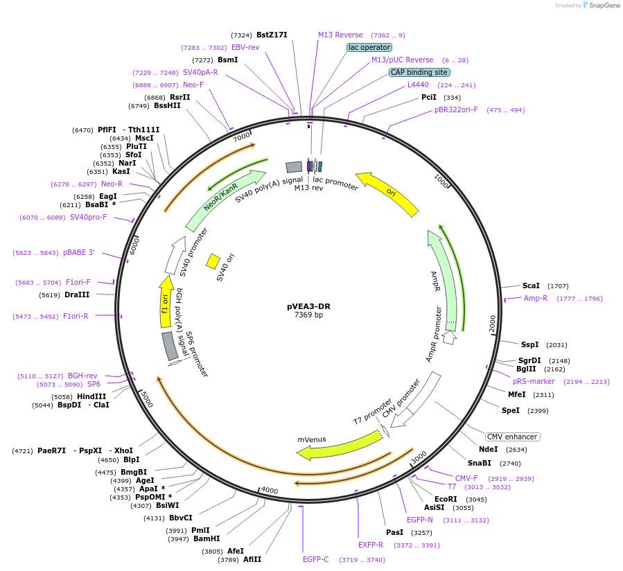 234800-plasmid-map-sequence-id-469811