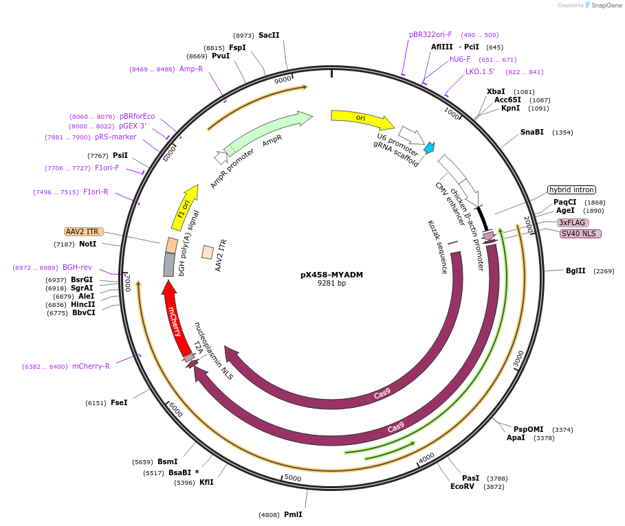 235245-plasmid-map-sequence-id-469813