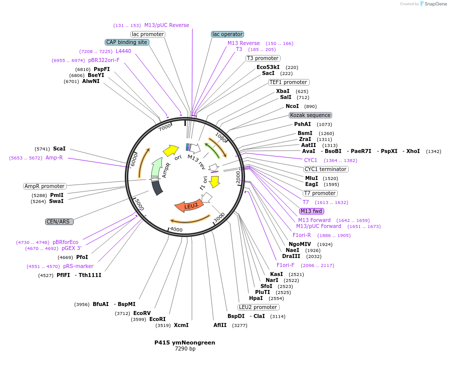 224110-plasmid-map-sequence-id-469817