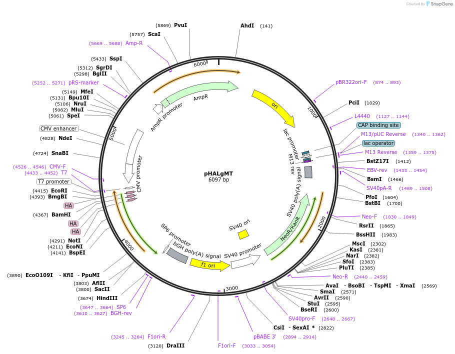 234792-plasmid-map-sequence-id-469823
