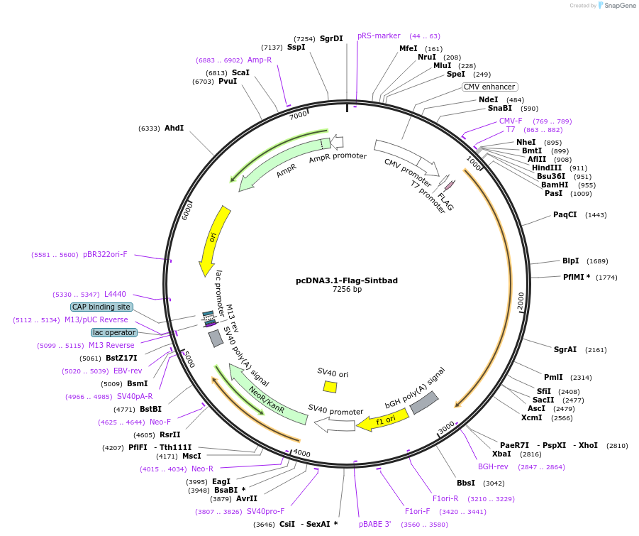 234668-plasmid-map-sequence-id-469840