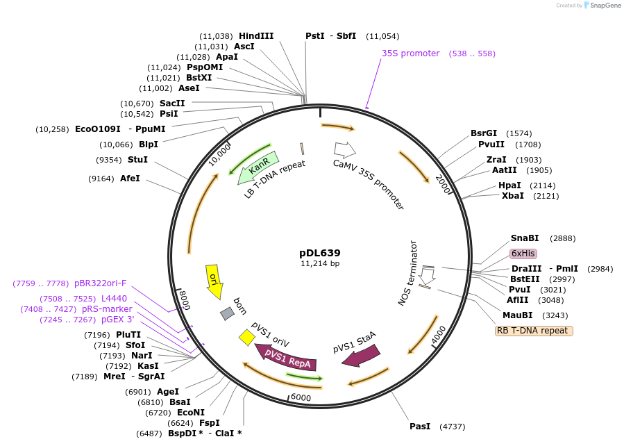 231163-plasmid-map-sequence-id-469843