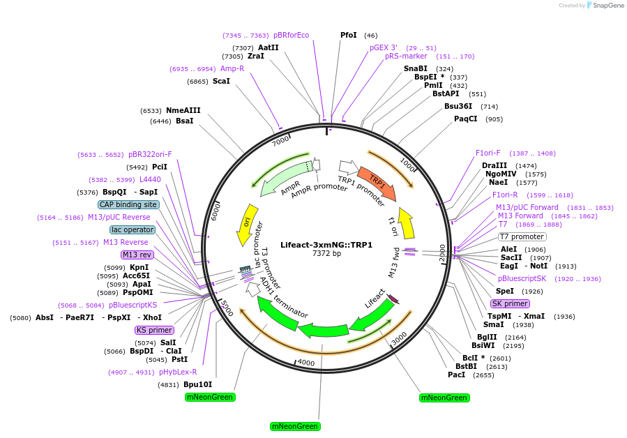 227593-plasmid-map-sequence-id-469859