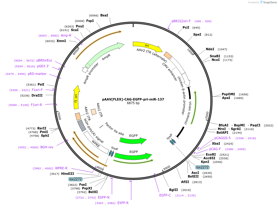 235159-plasmid-map-sequence-id-469860