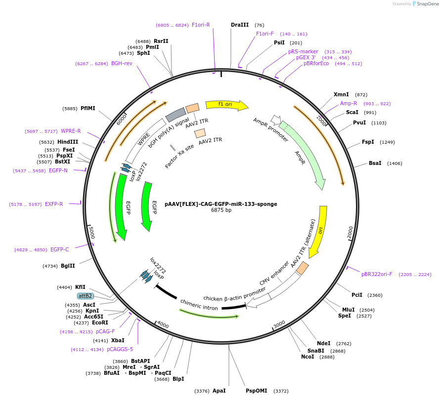 235155-plasmid-map-sequence-id-469872