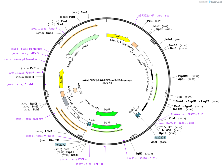 235154-plasmid-map-sequence-id-469879