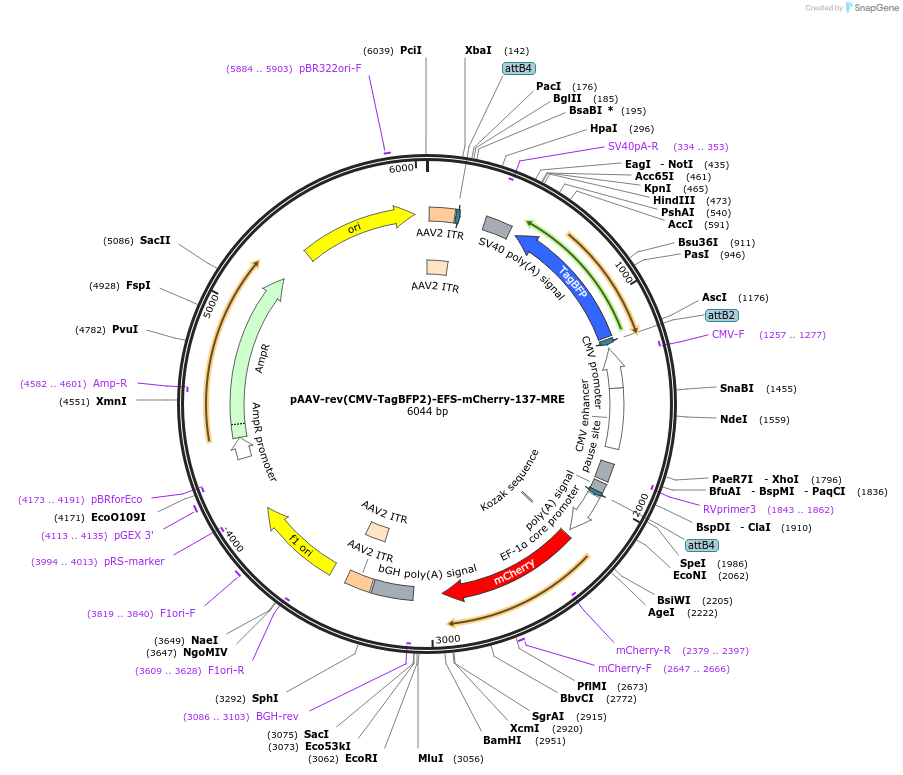 235160-plasmid-map-sequence-id-469880