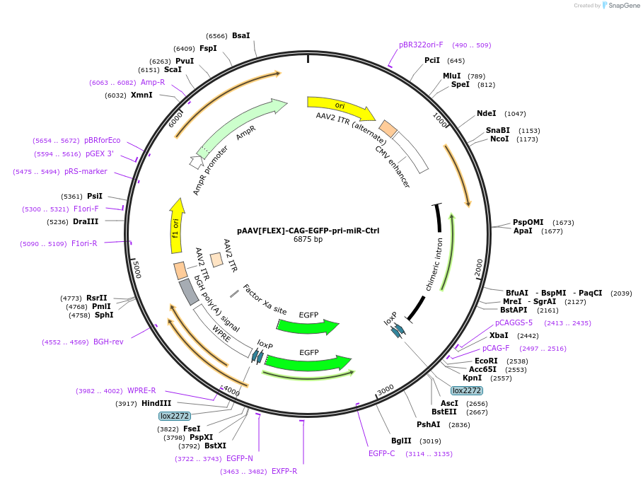 235158-plasmid-map-sequence-id-469886