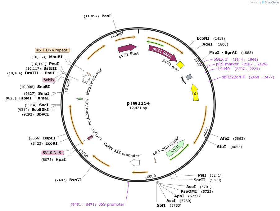 236578-plasmid-map-sequence-id-469888