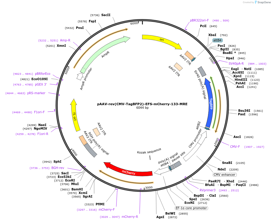 235157-plasmid-map-sequence-id-469891