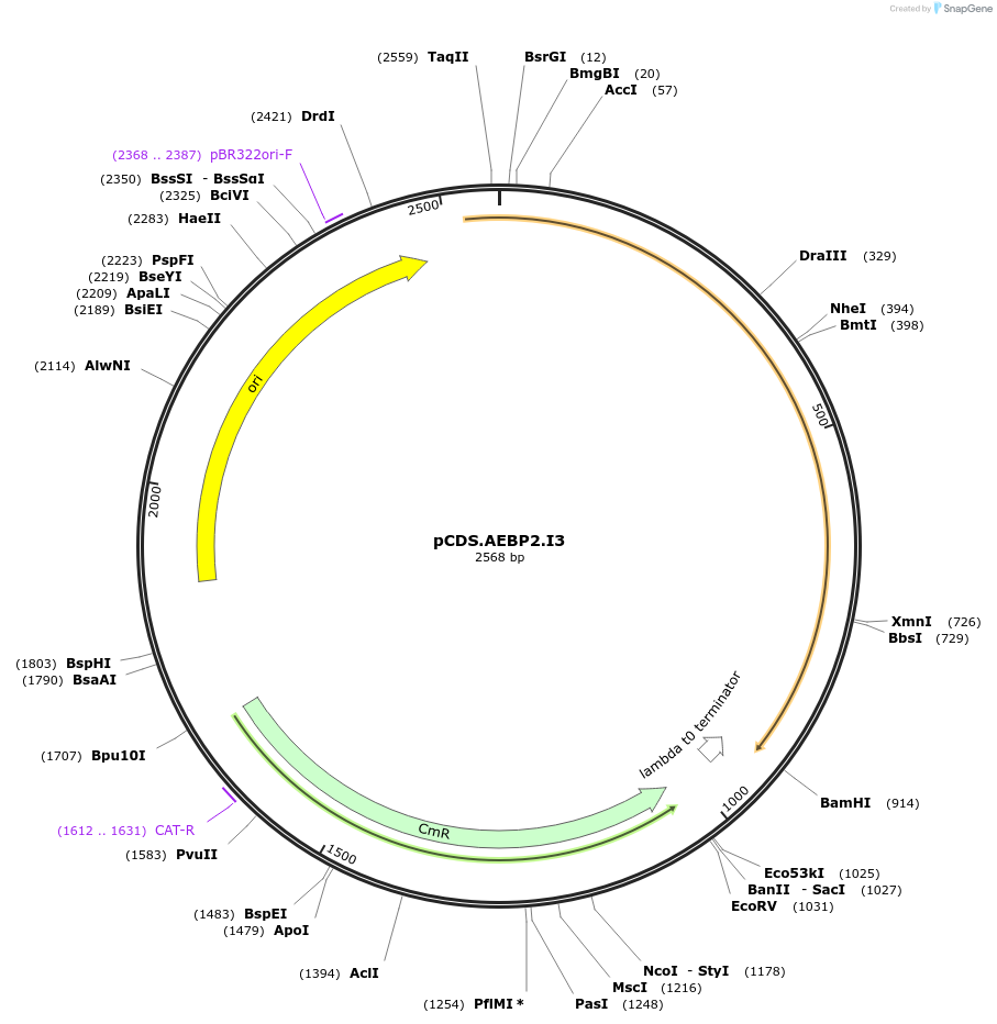 234573-plasmid-map-sequence-id-469905