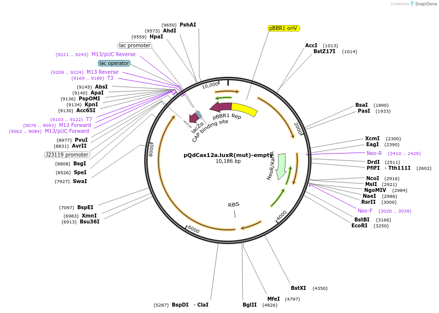 236037-plasmid-map-sequence-id-469909