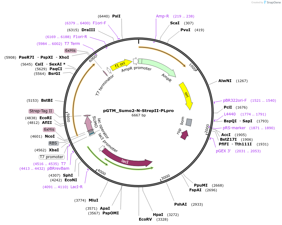 234322-plasmid-map-sequence-id-469910