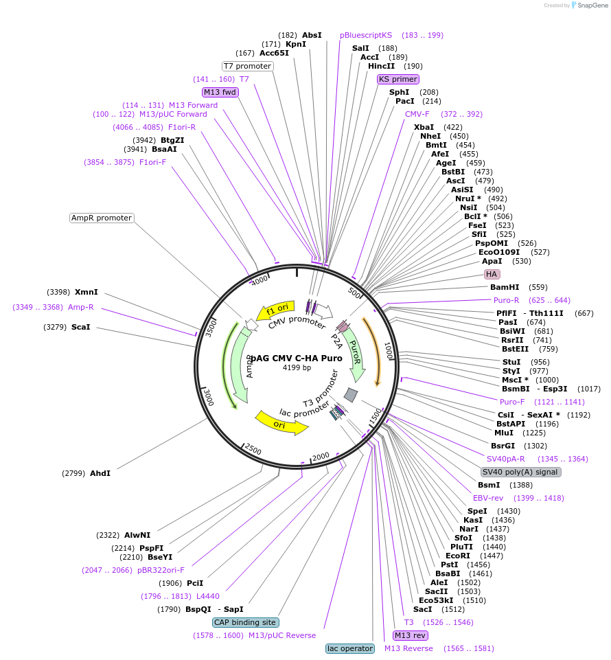 237880-plasmid-map-sequence-id-469913