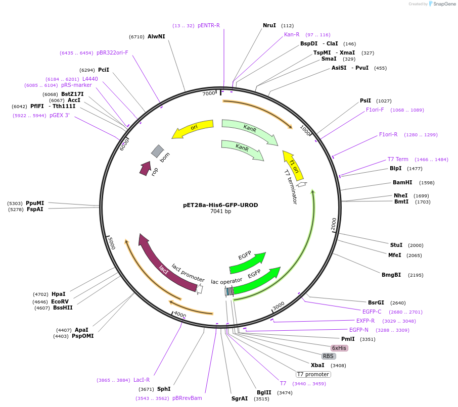 236741-plasmid-map-sequence-id-469915