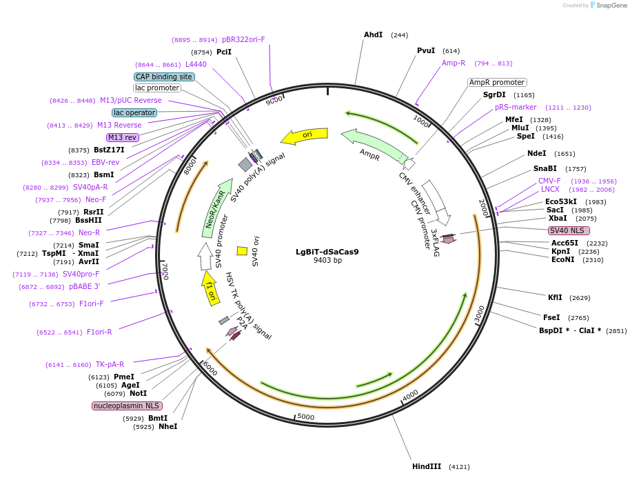 236758-plasmid-map-sequence-id-469920