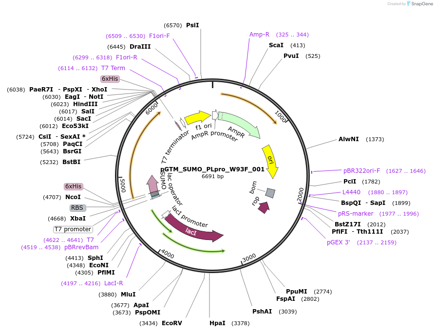 234490-plasmid-map-sequence-id-469926