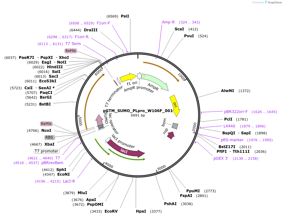 234491-plasmid-map-sequence-id-469927