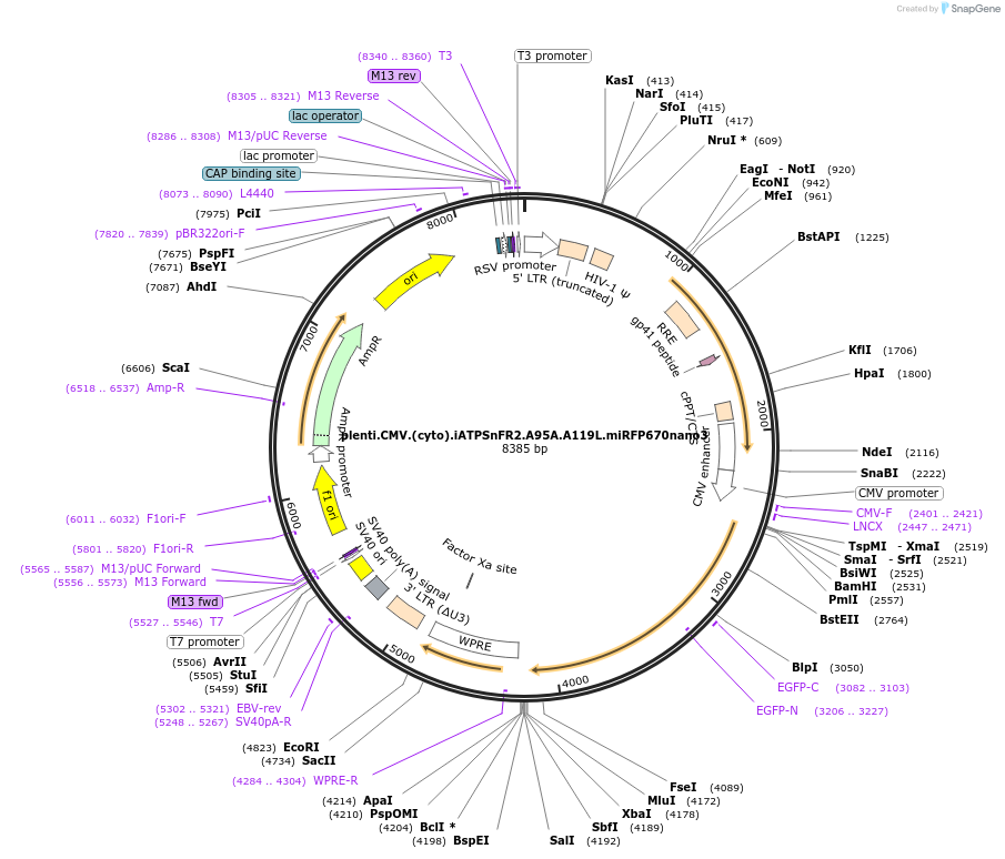 236407-plasmid-map-sequence-id-469930