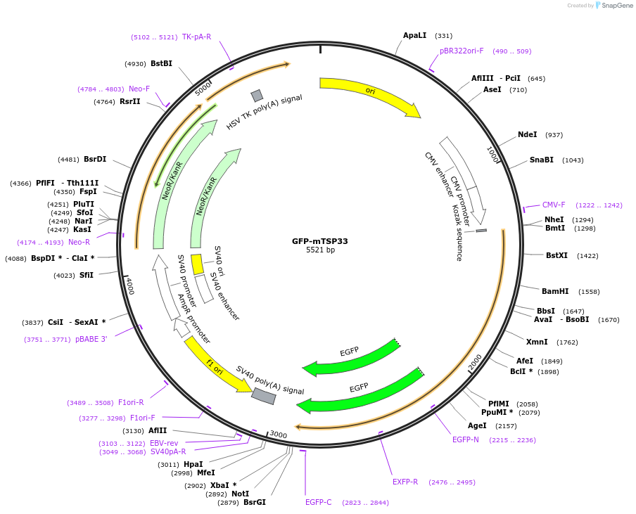 236541-plasmid-map-sequence-id-469937