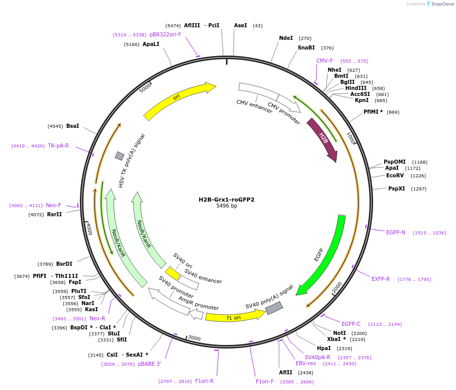 236550-plasmid-map-sequence-id-469939