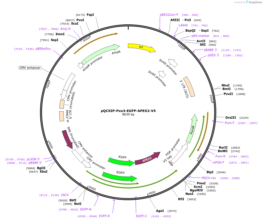 236401-plasmid-map-sequence-id-469947