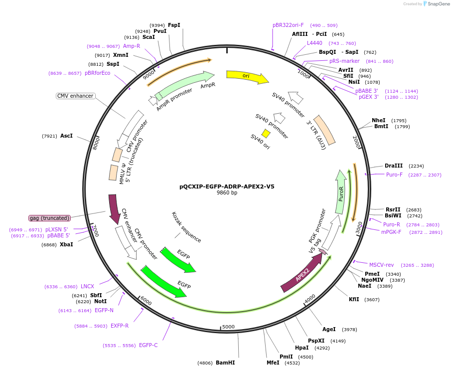 236405-plasmid-map-sequence-id-469948