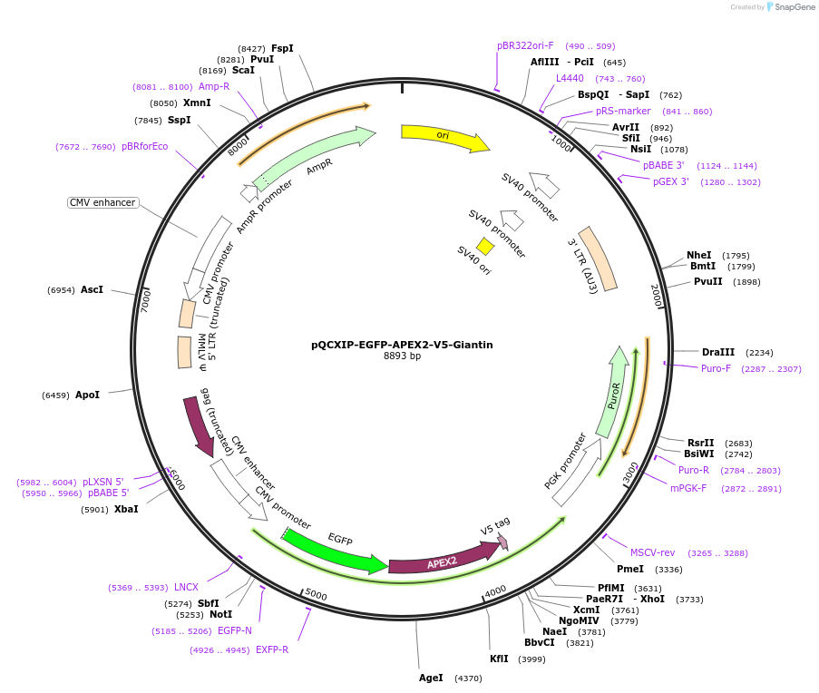 236404-plasmid-map-sequence-id-469949