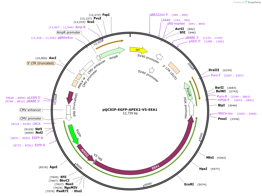 236403-plasmid-map-sequence-id-469950