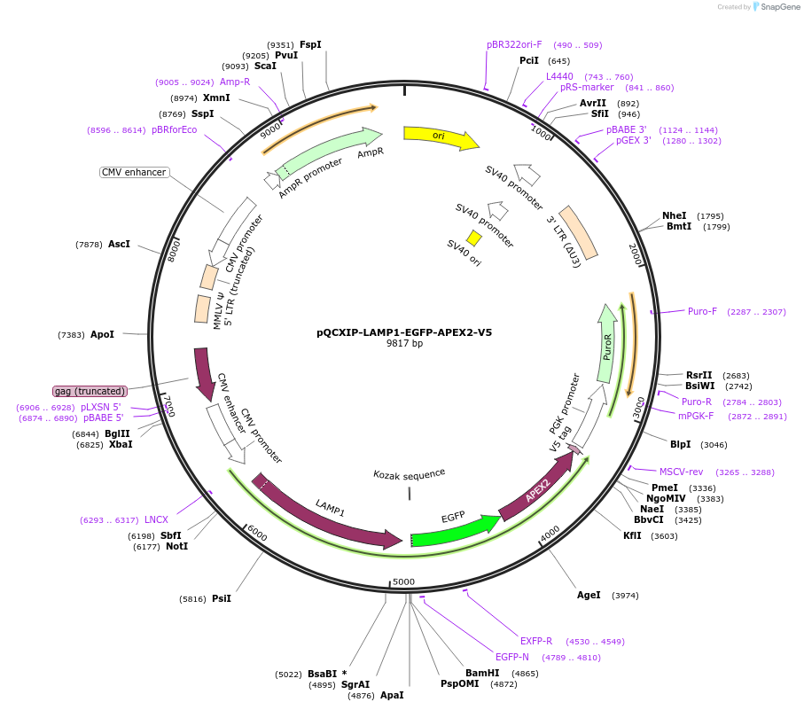 236402-plasmid-map-sequence-id-469951