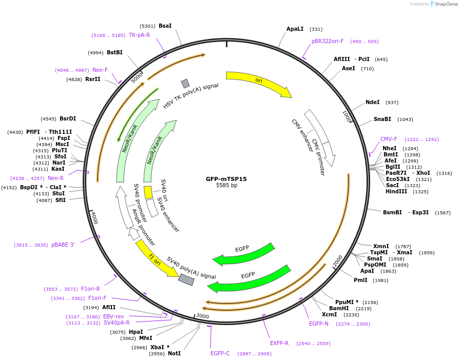 236542-plasmid-map-sequence-id-469953