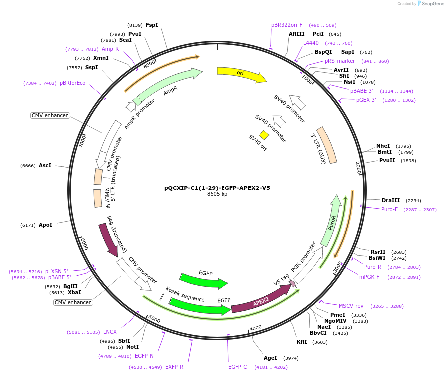 236400-plasmid-map-sequence-id-469954