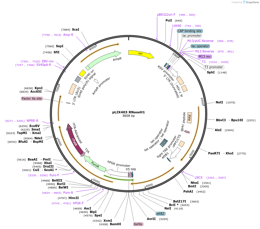 237695-plasmid-map-sequence-id-469961